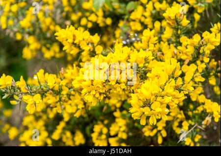 Gorse/furze bush fioritura, West Cork, Irlanda. Foto Stock