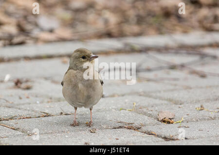 La fotografia mostra una femmina di fringuello su un ramo Foto Stock