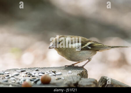 La fotografia mostra una femmina di fringuello su un ramo Foto Stock