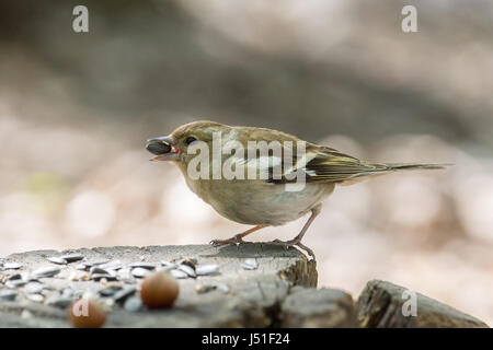 La fotografia mostra una femmina di fringuello su un ramo Foto Stock