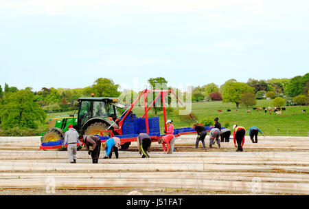 Casual immigrati braccianti agricoli lavorando sul campo di asparagi, Norfolk, Regno Unito 2 Foto Stock