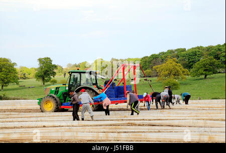 Casual immigrati braccianti agricoli lavorando sul campo di asparagi, Norfolk, Regno Unito 3 Foto Stock