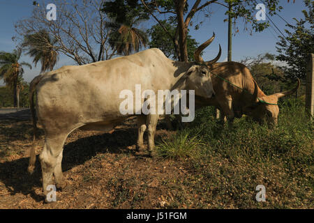 Bestiame bovino, Costa Rica, l'America centrale. Foto Stock