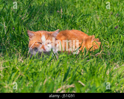 Un gatto rosso nasconde in erba Foto Stock