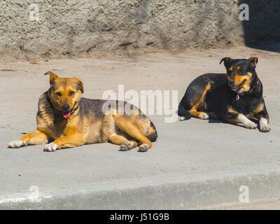 Due cani pigri giacciono su asfalto Foto Stock