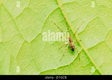 Vivaio Spider Web su foglia verde Foto Stock