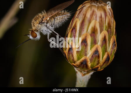 Mosquito seduti su un germoglio di fiore di macro Foto Stock