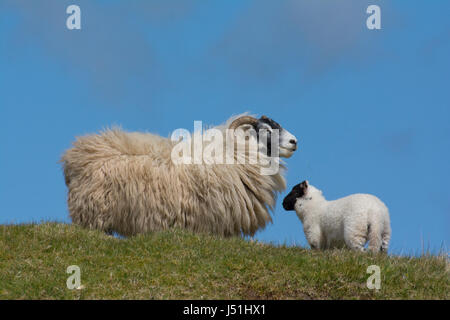 Scottish Blackface ovini Foto Stock