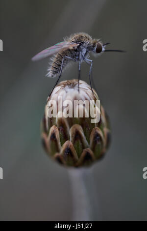 Mosquito seduti su un germoglio di fiore di macro Foto Stock