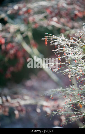 Inverno rosso bacche con leggera spolverata di neve sul ramo di albero del roveto ardente Foto Stock