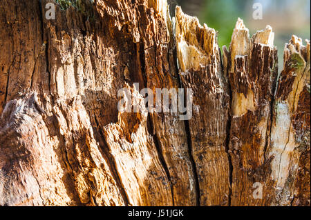 Split con un albero di ax con struttura irregolare. Legna da ardere, fotografato close-up. Piccole profondità di campo su legno visibili tracce di decomposizione e la distruzione di insetti Foto Stock