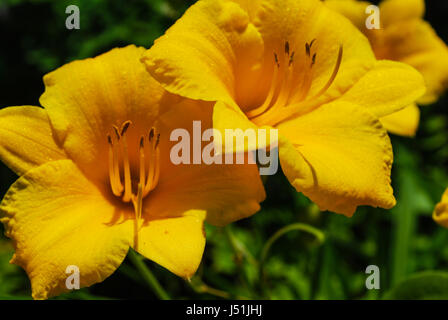 Daylily stella Foto Stock