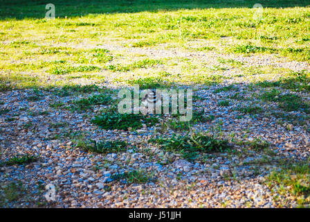 Uccello del Killdeer Foto Stock