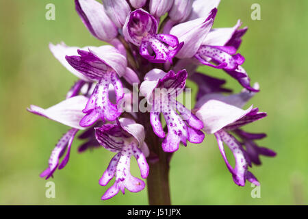 Orchidea militare (Orchis militaris) in Homefield Wood, Buckinghamshire, Regno Unito Foto Stock