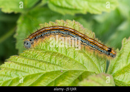 Close-up di lackey moth caterpillar (Malacosoma neustria) Foto Stock