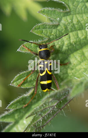 Il coleottero del WASP (Clytus arietis), un coleottero di longhorn che imita il vespa, Regno Unito Foto Stock