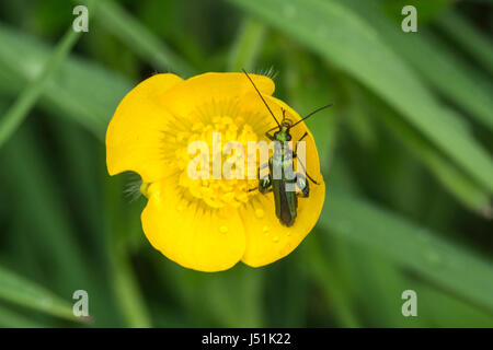 Gonfia-thighed beetle (Oedemera nobilis) su Buttercup Foto Stock