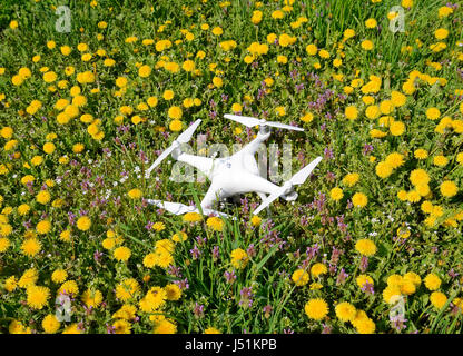 Krasnodar, Russia - 14 Aprile 2017: Quadrocopter DJI Phantom 4 è in una radura con fiori di tarassaco. Foto Stock