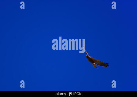 Red-tailed hawk soaring attraverso il cielo Foto Stock