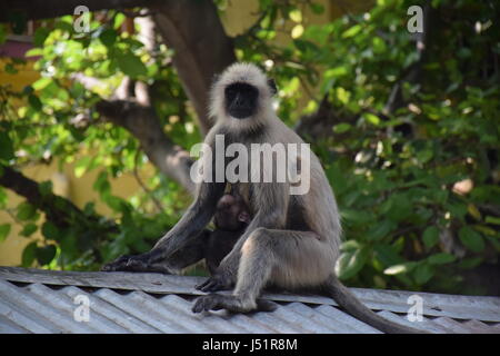 Scimmia in India Foto Stock