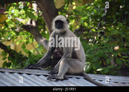 Scimmia in India Foto Stock