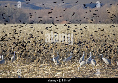 Rosso-winged Merli & giallo-guidato Merli di sorvolare Sandhill gru & le oche delle nevi, Bosque del Apache, STATI UNITI D'AMERICA Foto Stock