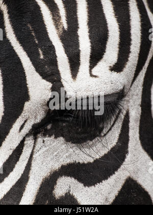 Immagine ravvicinata di un occhio di una zebra, disattivato lo stile di colore Foto Stock