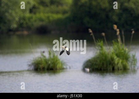 Tarabusino Ixobrychus minutus maschio in volo La Brenne Regione Centro Francia Foto Stock