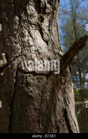 Primo piano della interessante sulla corteccia di un albero in una foresta canadese. Foto Stock