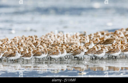 Western Sandpipers (Caldris mauri) in appoggio a Hartney Bay a Cordova in Alaska centromeridionale. Molla. Mattina. Foto Stock