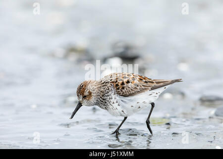 Western Sandpiper (Caldris mauri) foraggio a Hartney Bay a Cordova in Alaska centromeridionale. Molla. Mattina. Foto Stock