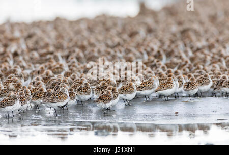 Western Sandpipers (Caldris mauri) e Dunlin (Calidris alpina) in appoggio a Hartney Bay a Cordova in Alaska centromeridionale. Molla. Mattina. Foto Stock