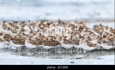 Western Sandpipers (Caldris mauri) in appoggio a Hartney Bay a Cordova in Alaska centromeridionale. Molla. Mattina. Foto Stock