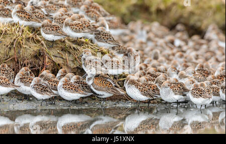 Piovanello solitario (Calidris alpina) tra Western Sandpipers (Caldris mauri) in appoggio a Hartney Bay a Cordova in Alaska centromeridionale. Molla. Mattina. Foto Stock