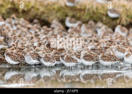 Western Sandpipers (Caldris mauri) in appoggio a Hartney Bay a Cordova in Alaska centromeridionale. Molla. Mattina. Foto Stock