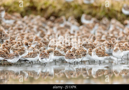 Western Sandpipers (Caldris mauri) in appoggio a Hartney Bay a Cordova in Alaska centromeridionale. Molla. Mattina. Foto Stock