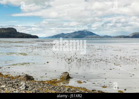 Western Sandpipers visita Hartney Bay in rame del delta del fiume in Alaska per fare rifornimento sulla loro migrazione verso l'Artico di nidificazione. Foto Stock