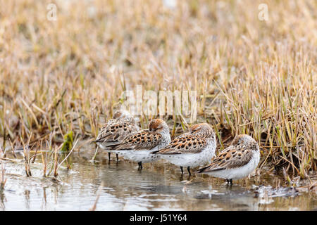 Western Sandpipers (Caldris mauri) in appoggio a Hartney Bay a Cordova in Alaska centromeridionale. Molla. Pomeriggio. Foto Stock