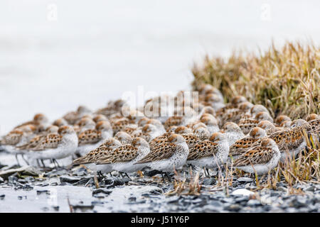 Western Sandpipers (Caldris mauri) in appoggio a Hartney Bay a Cordova in Alaska centromeridionale. Foto Stock