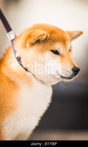 In prossimità della testa di muso del giovane e bella Red Shiba Inu Foto Stock