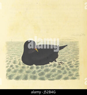 Immagine presa da pagina 218 di " British ornitologia; essendo la storia, con una rappresentazione di colore di ogni specie note di British uccelli' Foto Stock