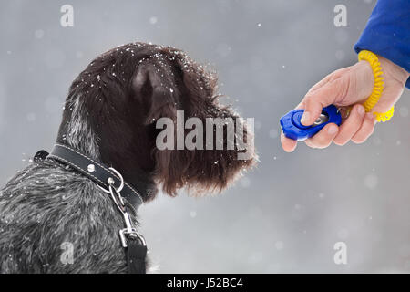 Formazione cucciolo di cane da caccia con clicker Foto Stock