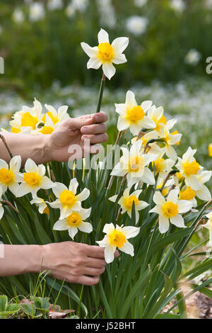 Mani picking fiore di narciso nel giardino per bouquet Foto Stock