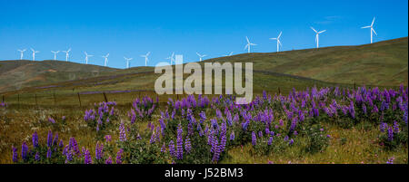 Splendida la violetta lupinus bingenensis crescente sul lato di una cresta sotto alcuni del cannone di potenza delle turbine eoliche in Goldendale, Washington. Foto Stock