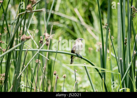 Lungo femmina-tailed Widowbird (Euplectes progne) arroccato su una levetta in una zona umida nel nord della Tanzania Foto Stock