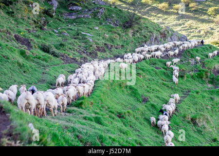 Gregge di pecore in montagna Txindoki, Gipuzkoa, Paese Basco Foto Stock