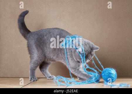 British gatto blu giocando con sfera di filato. Foto Stock