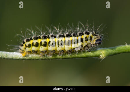 A stretta delimitata cinque-spot Burnett (falena Zygaena lonicerae) caterpillar. Un giallo e nero moth larva nella famiglia Zygaenidae, con colori di avvertimento Foto Stock