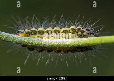 A stretta delimitata cinque-spot Burnett (falena Zygaena lonicerae) caterpillar. Un giallo e nero moth larva nella famiglia Zygaenidae, con colori di avvertimento Foto Stock