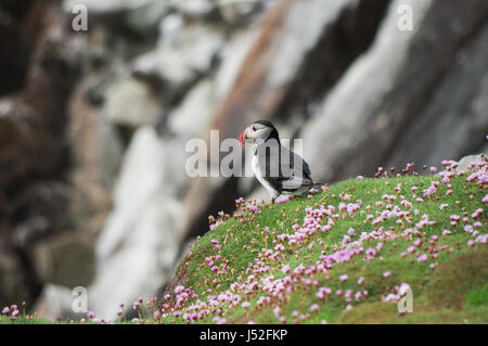 Atlantic puffin appollaiate su una roccia circondata dal mare la parsimonia - Isole Saltee, Irlanda Foto Stock